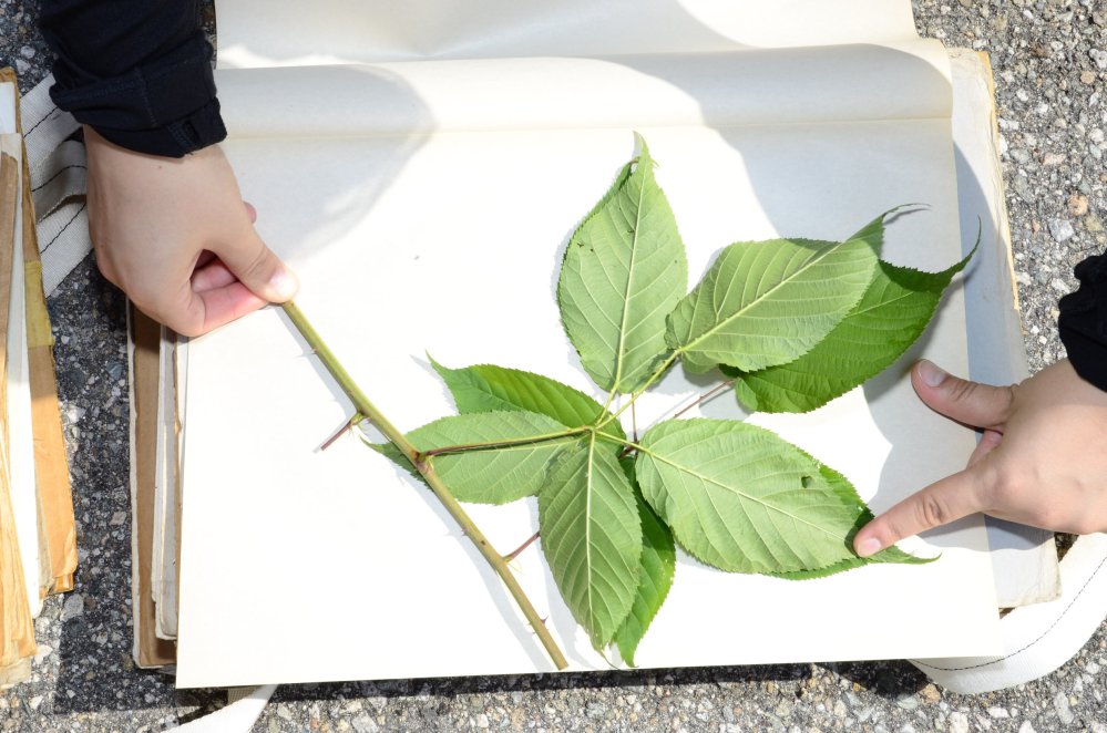 Preparing a herbarium sheet from a Rubus primocane. Note there aretwo well-formed leaves, and we’re pressing them so that both upper andlower surfaces will be visible.