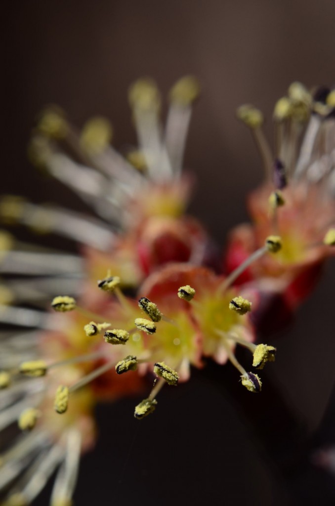 Acer rubrum anthers