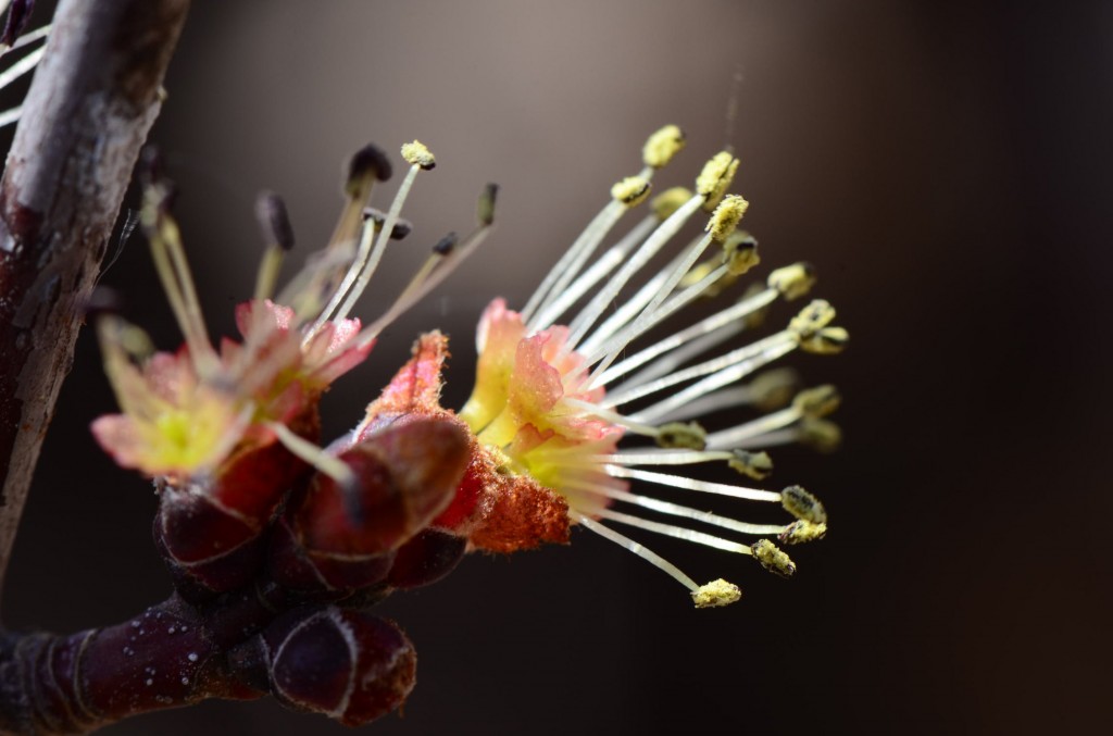 Acer rubrum male flowers shedding pollen