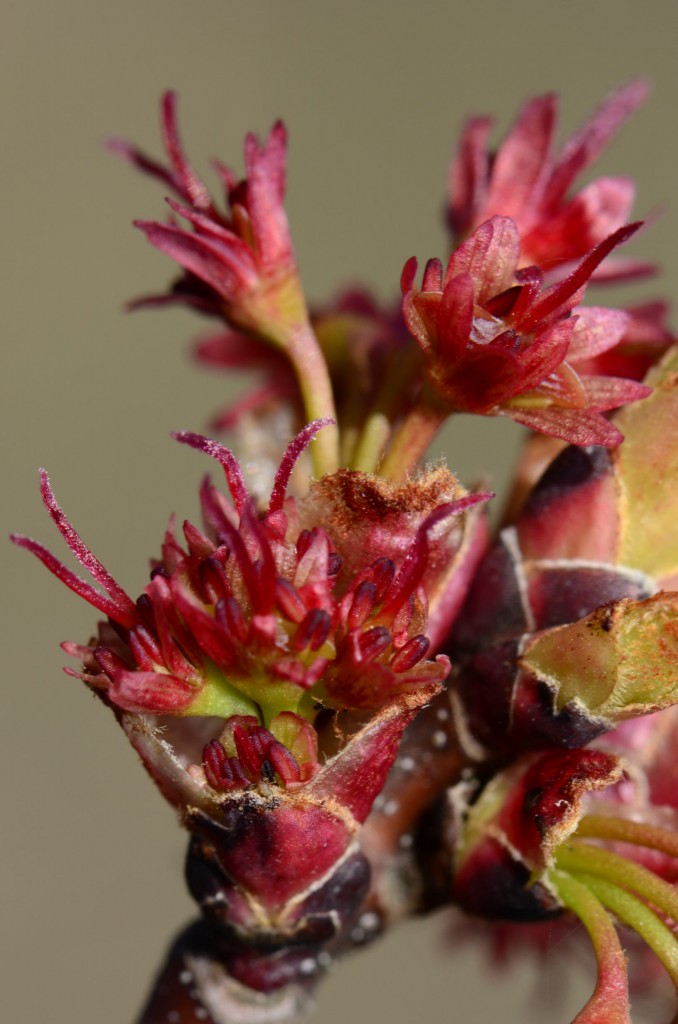 Acer rubrum female flowers