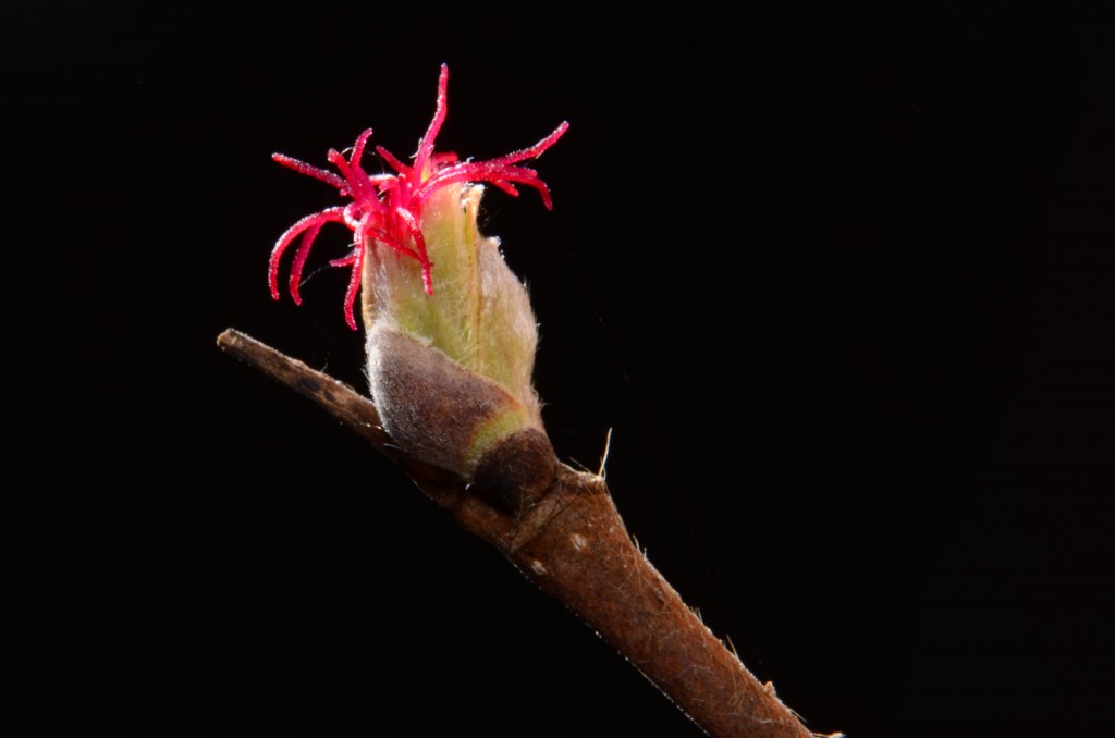 Corylus cornuta, female flower
