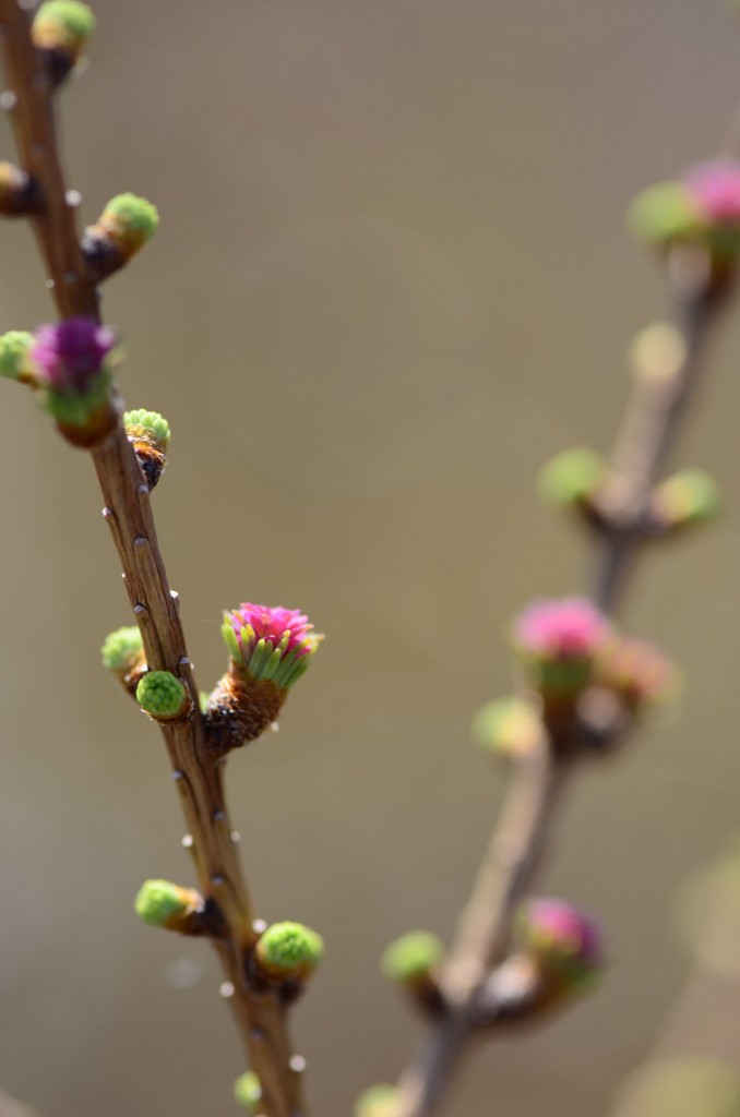 Larix laricinia, spring twig