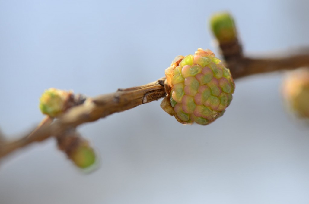 Larix laricinia, male cone