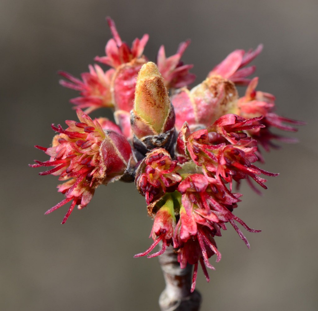 Acer rubrum female flowers