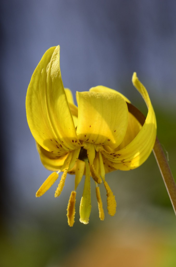 Erythronium americanum