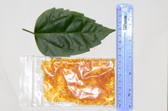 1.3 gm of fresh Hibiscus leaf tissue and 30 gm of silica gel