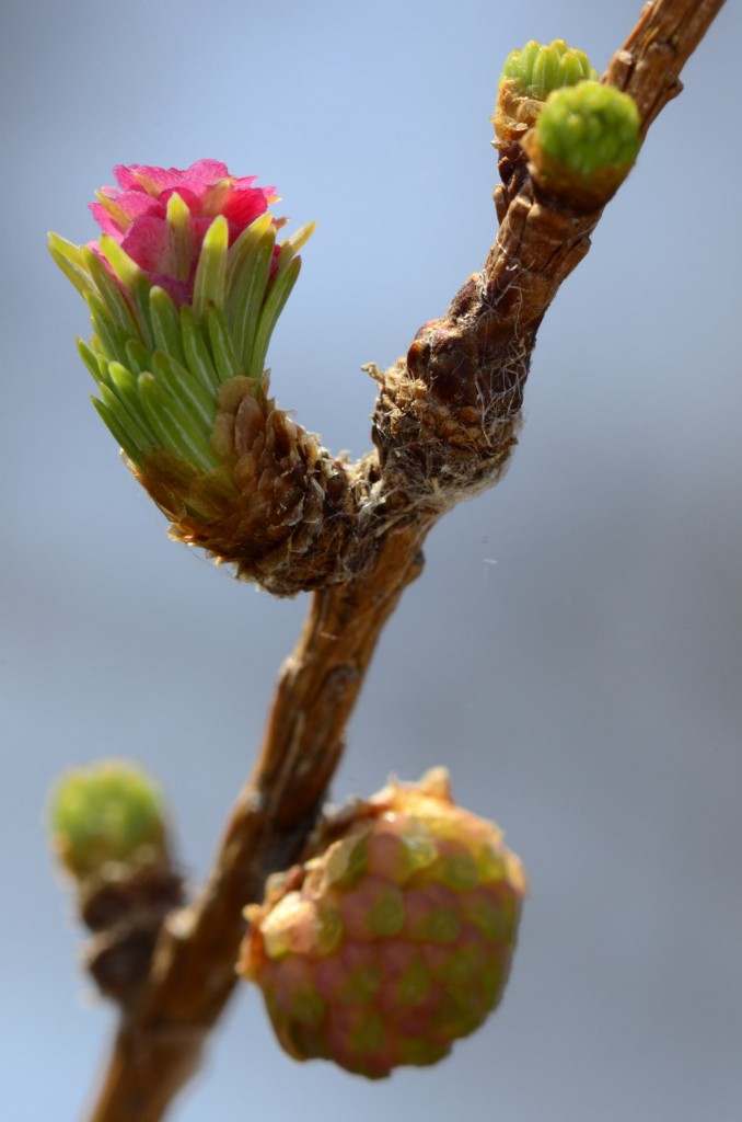 Larix laricinia, male cone