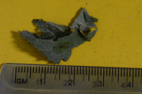 20µg of dried Rubus leaf tissue