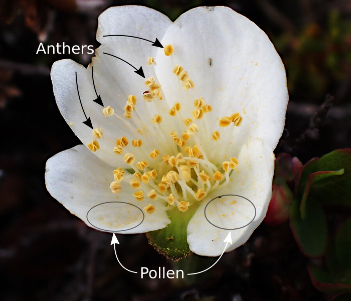 Male bakeapple flower. Some of the pollen grains have fallen out of the anthers, visible as a yellow powder on the white petals.