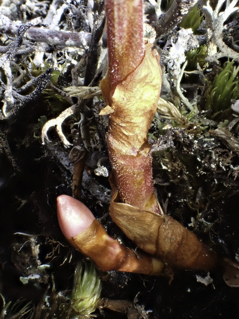 Bakeapple bud, August 10, ca. ten days after fruit ripened.