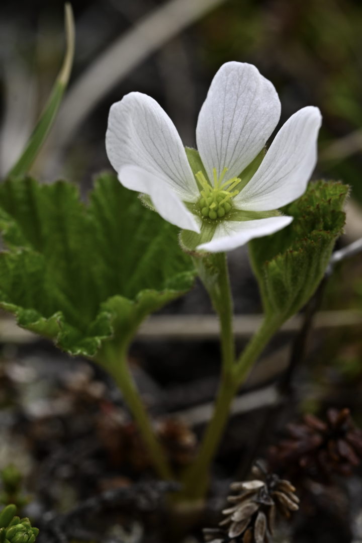 Female bakeapple flower