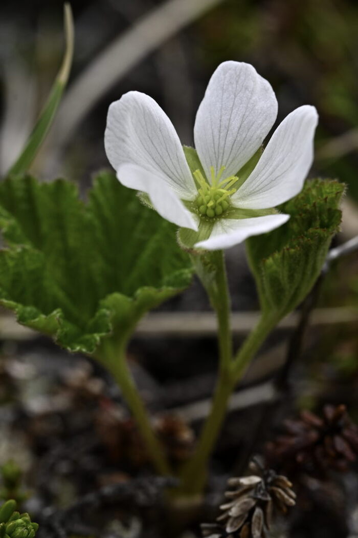 Female bakeapple flower. The stamens in female flowers don't develop fully, appearing like a ring of stubble. Inside this ring are the pistils, each with a round green ovary at the bottom and a thin style sticking upwards, topped with the stigma. Female bakeapple flower. The stamens in female flowers don’t develop fully, appearing like a ring of stubble. Inside this ring are the pistils, each with a round green ovary at the bottom and a thin style sticking upwards, topped with the stigma.