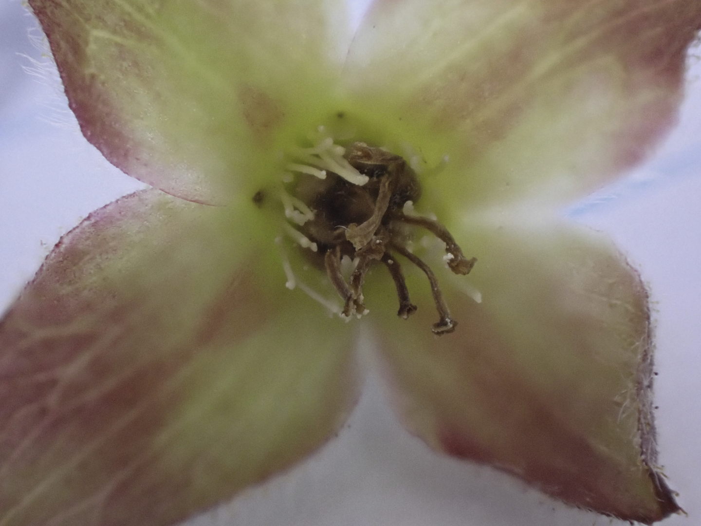 Frost-damaged female bakeapple flower: note the blackened pistils. Frost-damaged female bakeapple flower: note the blackened pistils.
