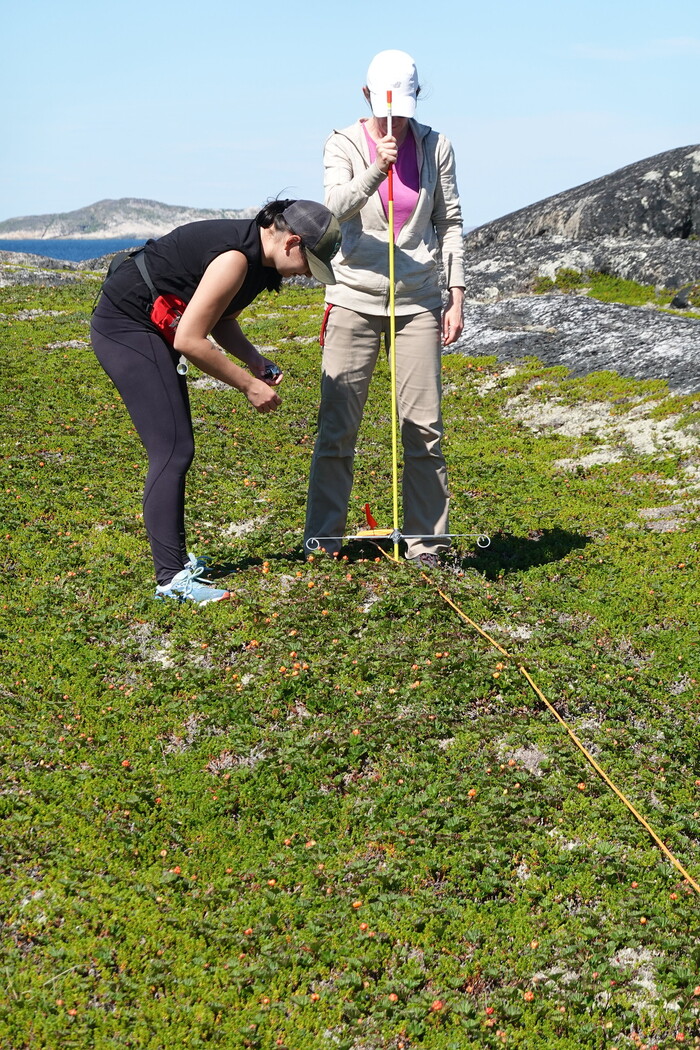 Erica and Charlie Mae counting bakeapples along a transect. Erica and Charlie Mae counting bakeapples along a transect.