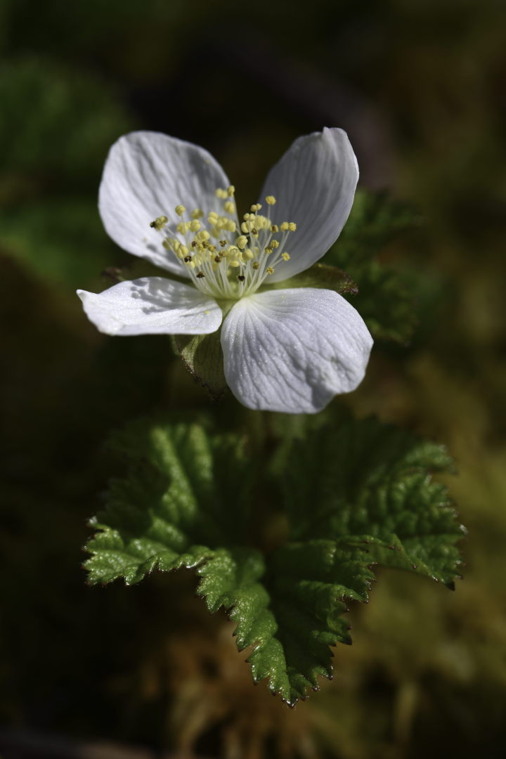 Male bakeapple flower
