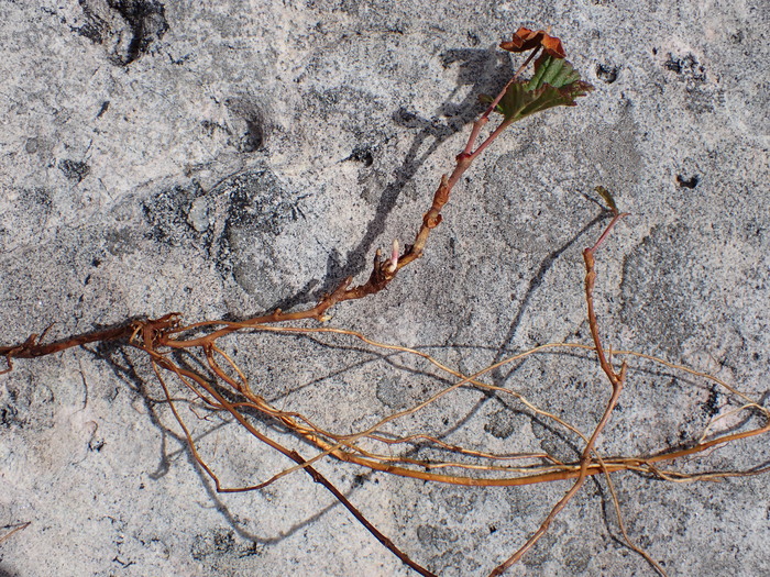 Bakeapple rhizome Bakeapple rhizome