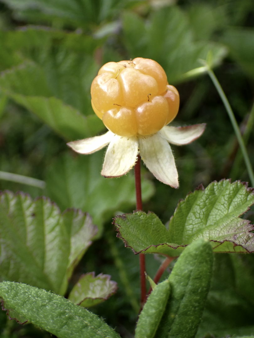 Ripe bakeapple flower with the sepals fully reflexed. Ripe bakeapple flower with the sepals fully reflexed.
