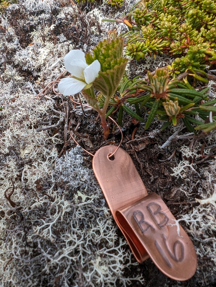 A bakeapple plant with a labeled copper tag loosely looped around the base of the plant. A bakeapple plant with a labeled copper tag loosely looped around the base of the plant.