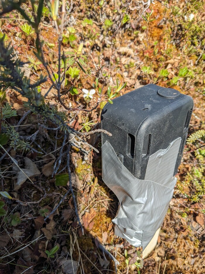 One of our weatherized timelapse cameras (just above the left side of the camera). One of our weatherized timelapse cameras, pointed at a bakeapple flower (just above the left side of the camera).