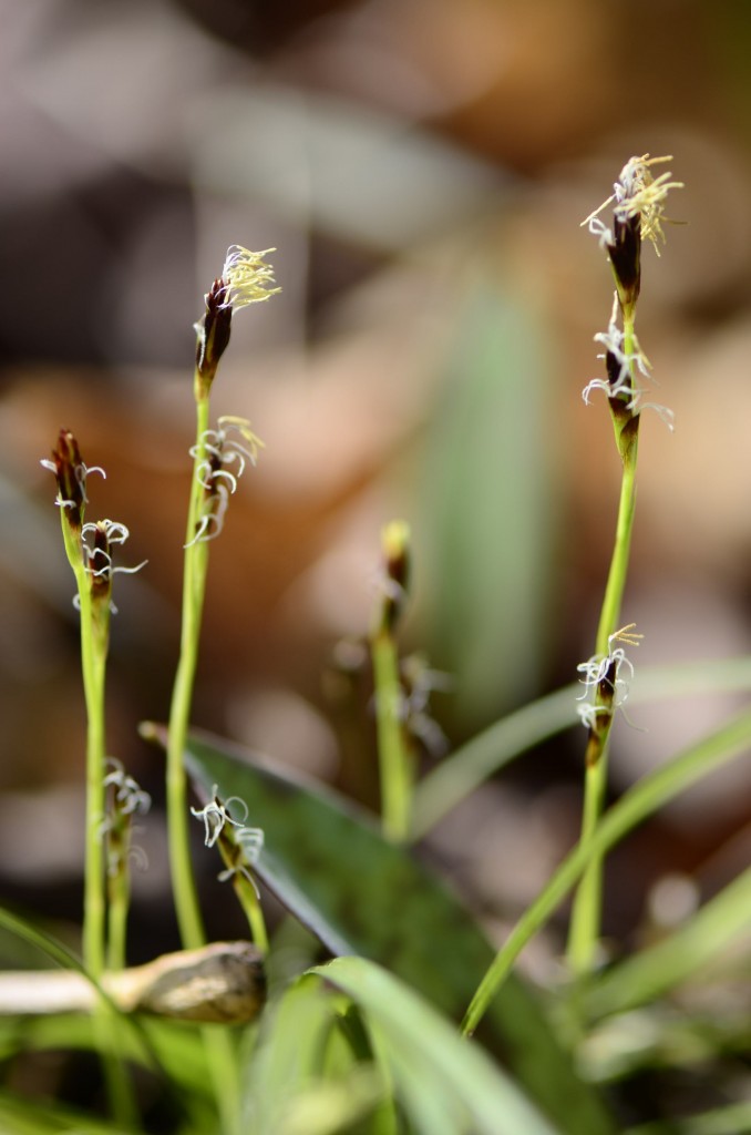Carex pedunculata in flower
