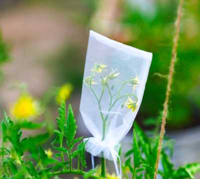 A pollination bag, here being used on a tomato. A pollination bag, here being used on a tomato.