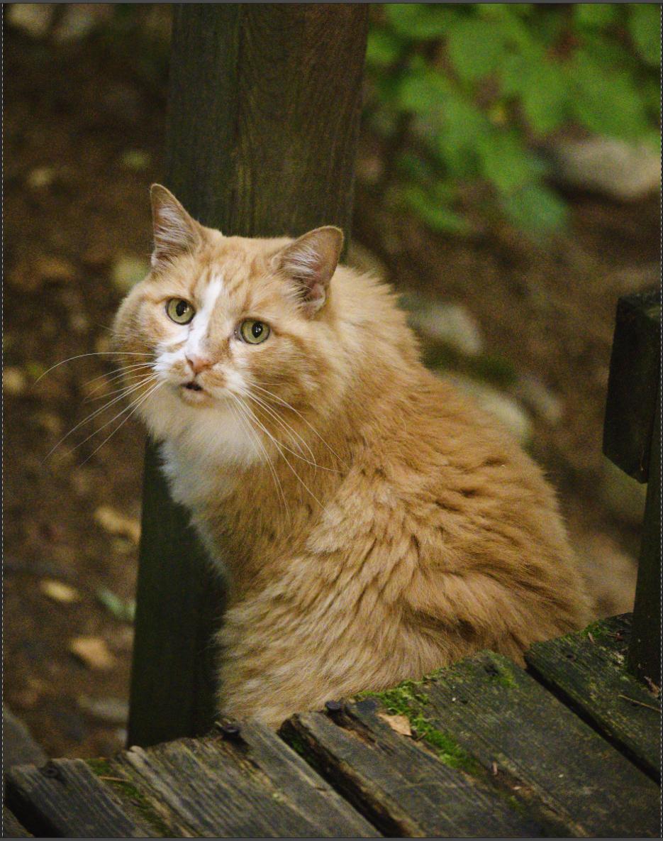 Schoena looking lovely and orange, in front of a dimmer orange-brown
background