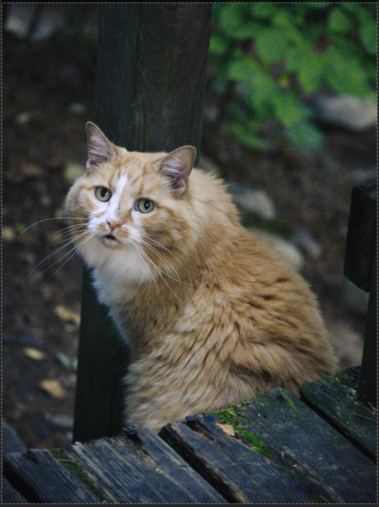 The photo at 4100C, with a slaty-blue cast