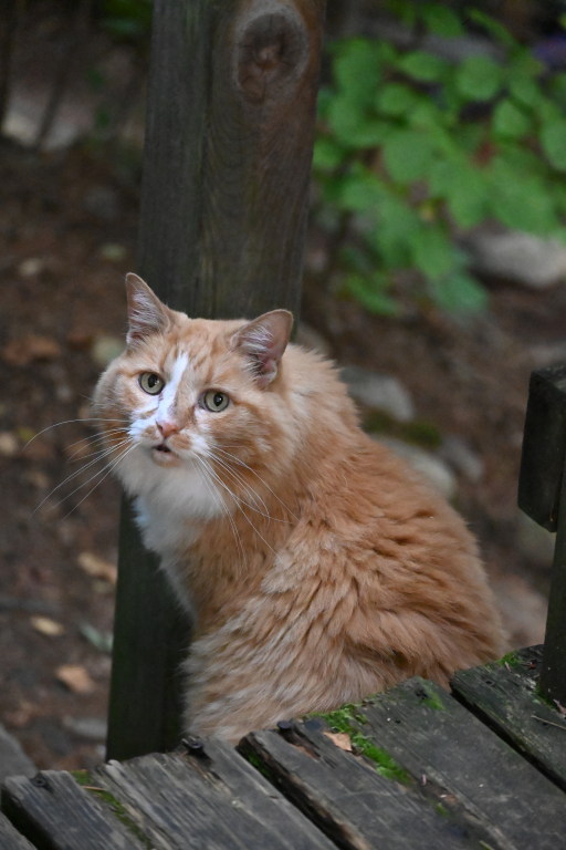 The same image as above. There is less contrast, giving the photo a
washed-out look.