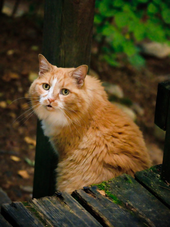 A small orange cat looking over her shoulder towards the camera, framed
by dark wooden decking in the foreground, and a splash of green foliage
behind her.