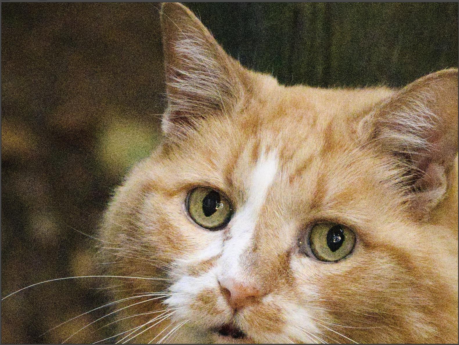 A close up of Schoena&rsquo;s face, showing a lot of blocky digital
noise.